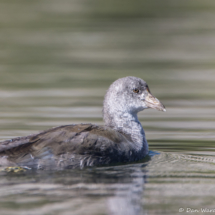 American Coot-Juvenile-02