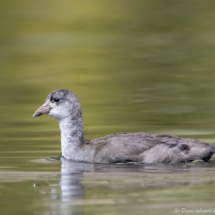 American Coot-Juvenile-03