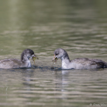 American Coot-Juveniles-01