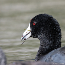 American Coot Up Close-01