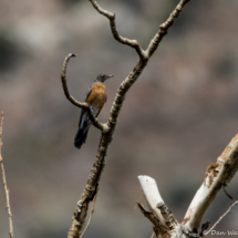American Robin-01