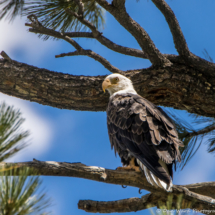 Bald Eagle-01