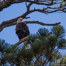 Bald Eagle-02