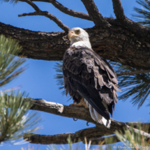 Bald Eagle-03