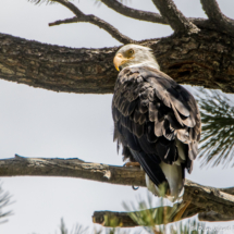 Bald Eagle-04