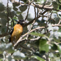 Black-headed Grosbeak-Male-01