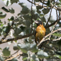 Black-headed Grosbeak-Male-02
