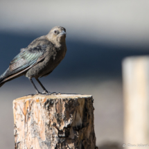 Brewer's Blackbird-Female-01