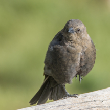 Brewer's Blackbird-Female-02