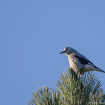 Clark's Nutcracker-01