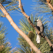 Clark's Nutcracker-02