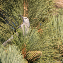 Clark's Nutcracker-03