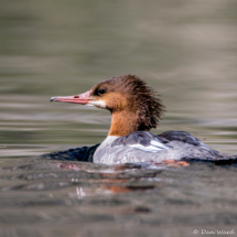 Common Merganser-Female-01