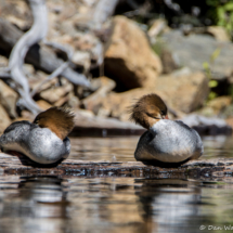 Common Merganser-Female-02