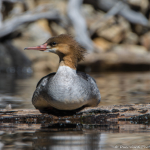 Common Merganser-Female-03