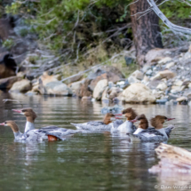 Common Mergansers-A Bunch Of Them