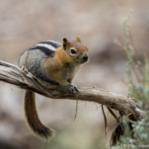 Golden-mantled Ground Squirrel-03