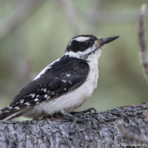 Hairy Woodpecker-03