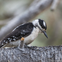 Hairy Woodpecker-04