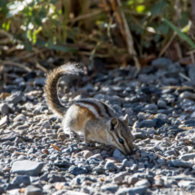 Least Chipmunk-01