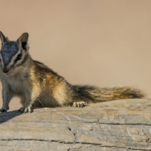 Lodgepole Chipmonk-01