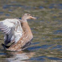 Mallard-Female-01
