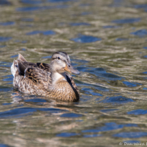 Mallard-Female-02