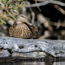 Mallard-Female-04