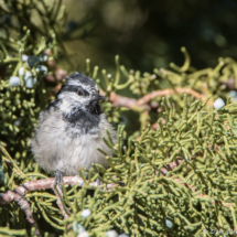 Mountain Chickadee-01