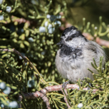 Mountain Chickadee-02