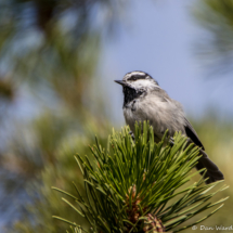 Mountain Chickadee-03