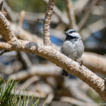 Mountain Chickadee-04