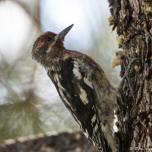 Red-breasted Sapsucker-01