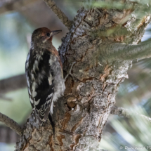 Red-breasted Sapsucker-02