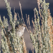 Savannah Sparrow-01