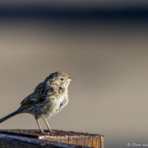 Savannah Sparrow-02