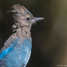 Steller's Jay-01