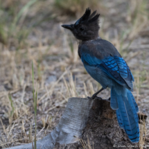 Steller's Jay-02