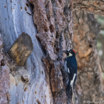 Acorn Woodpecker-01