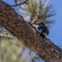 Acorn Woodpecker-02