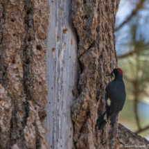 Acorn Woodpecker-03