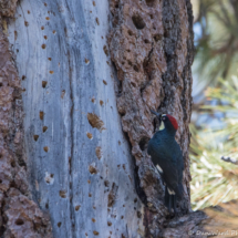 Acorn Woodpecker-04