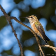 Allen's Hummingbird-Female-Immature-01