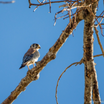 American Kestrel-01