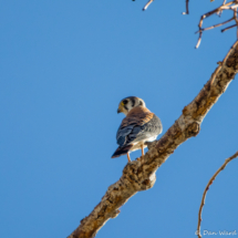 American Kestrel-02