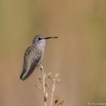 Anna's Hummingbird-Female-03