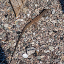 Arizona Spotted Whiptail Lizard-01
