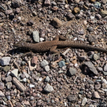 Arizona Spotted Whiptail Lizard-02