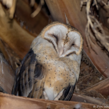 Barn Owl-01