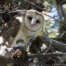 Barn Owl-02